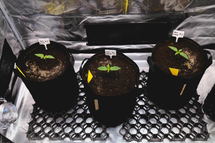 Jack Herer original genetics. Week 1