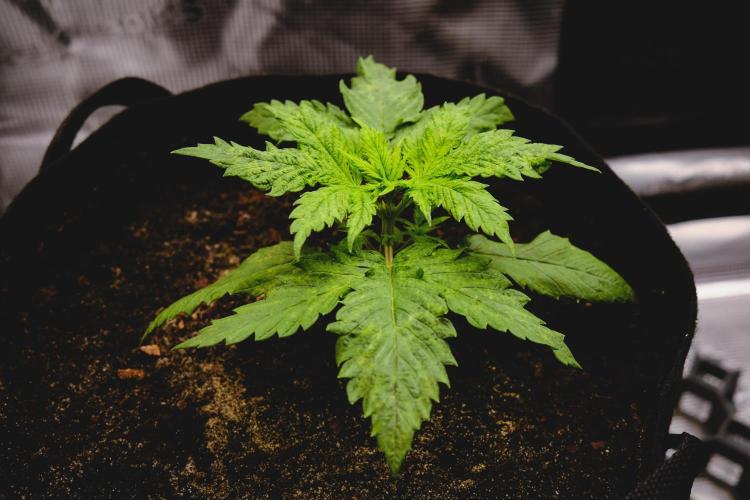 Jack Herer original genetics. Week 2