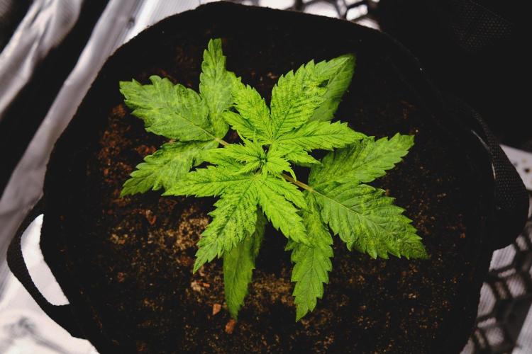 Jack Herer original genetics. Week 2