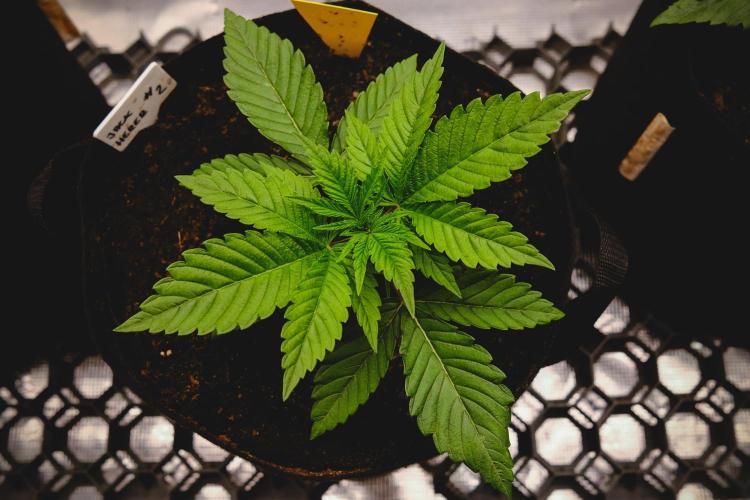 Jack Herer original genetics. Week 2