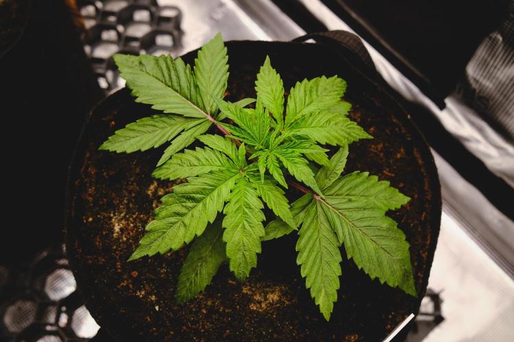 Jack Herer original genetics. Week 2