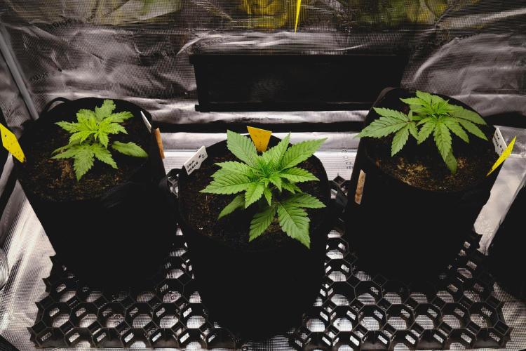 Jack Herer original genetics. Week 2