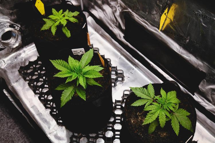 Jack Herer original genetics. Week 2