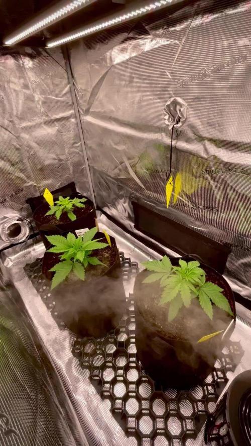 Jack Herer original genetics