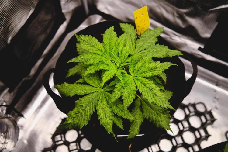 Jack Herer original genetics. Week 3 - day 19
