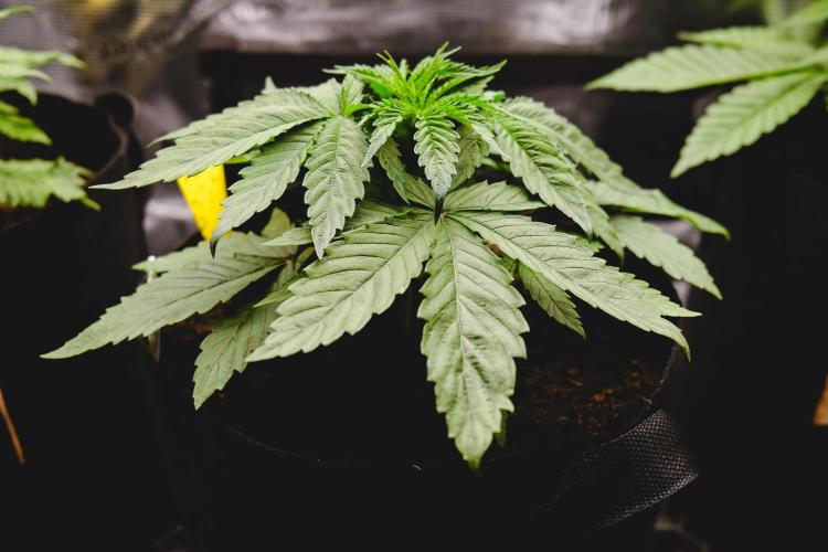 Jack Herer original genetics. Week 3 - day 19