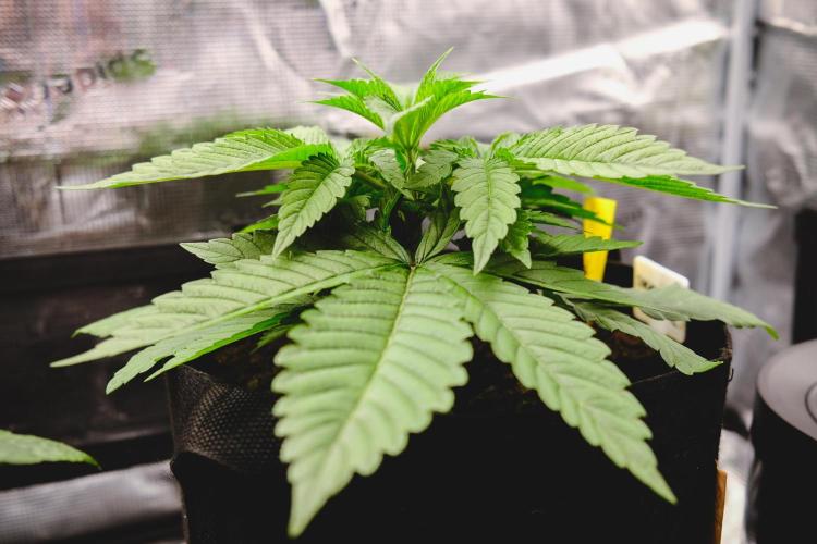 Jack Herer original genetics. Week 3 - day 19