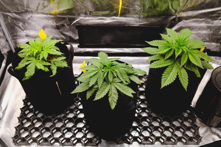 Jack Herer original genetics. Week 3 - day 19