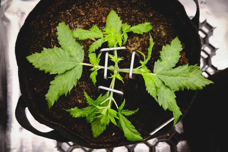 Jack Herer original genetics. Week 3 - topping day 19