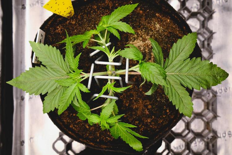 Jack Herer original genetics. Week 3 - topping day 19