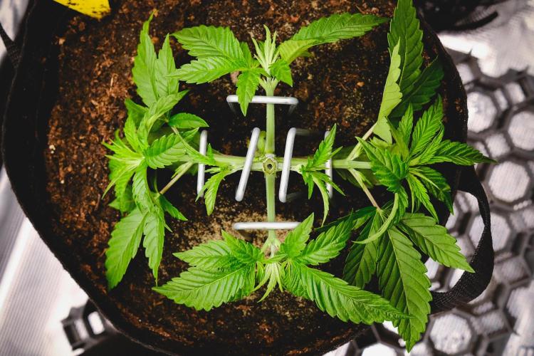 Jack Herer original genetics. Week 3 - topping day 19