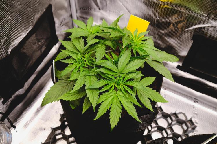 Jack Herer original genetics. Week 3 - day 22