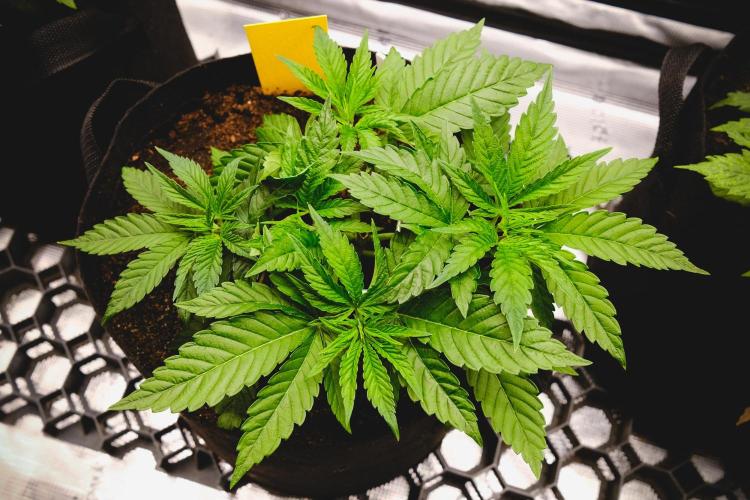 Jack Herer original genetics. Week 3 - day 22