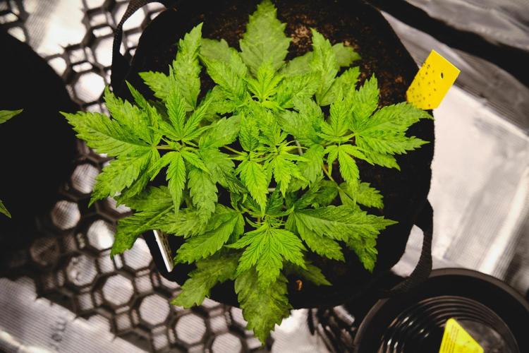 Jack Herer original genetics. Week 3 - day 22