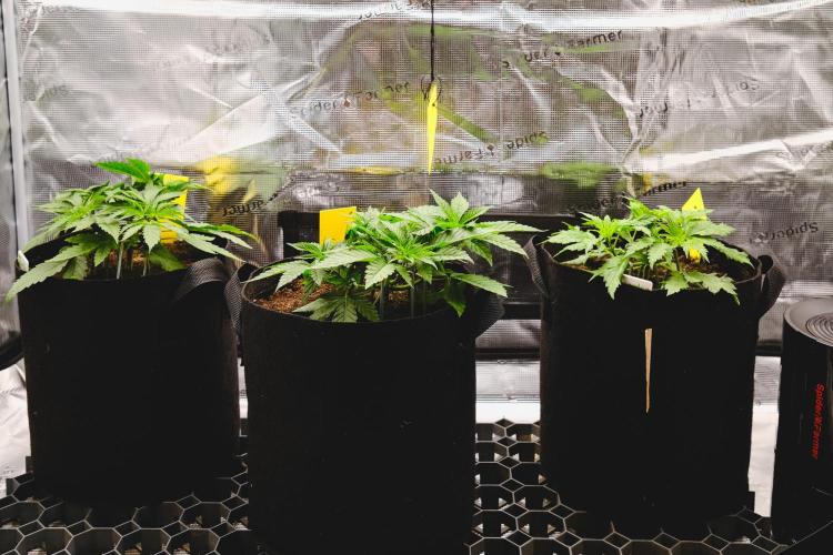 Jack Herer original genetics. Week 3 - day 22