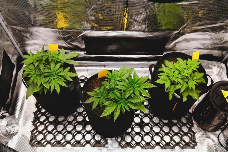 Jack Herer original genetics. Week 3 - day 22