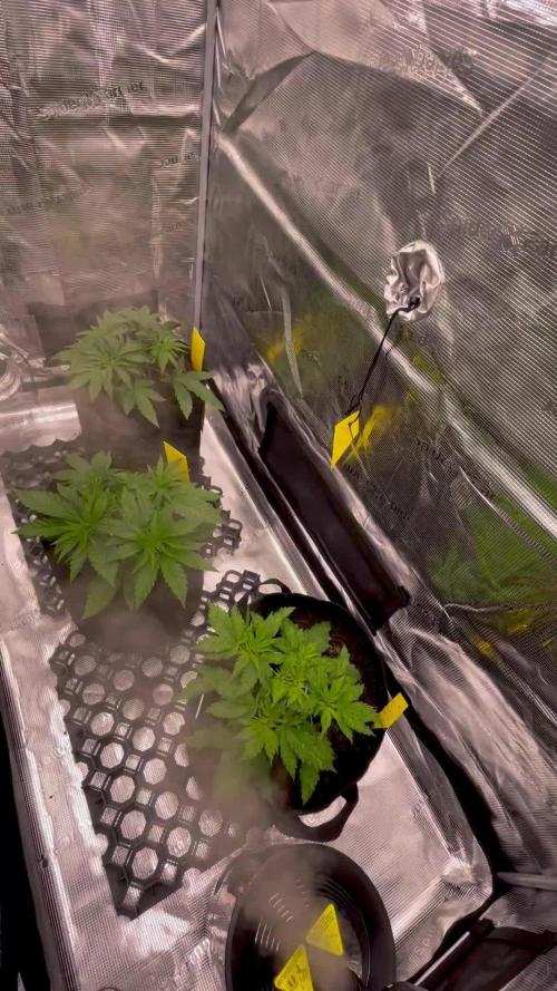 Jack Herer original genetics