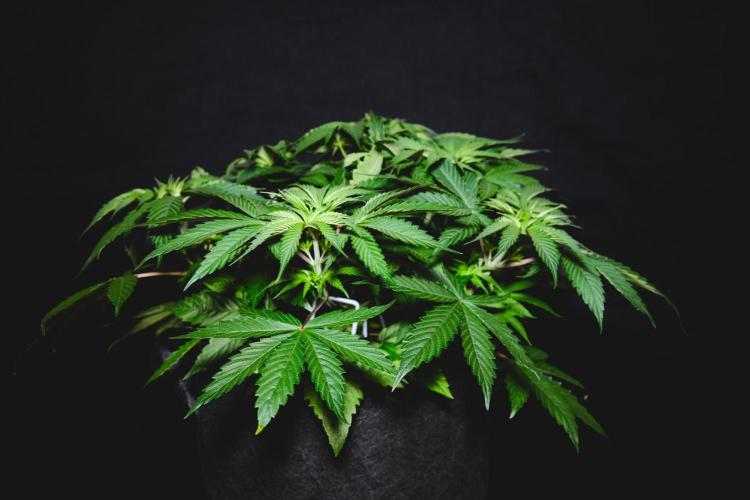 Jack Herer original genetics. Week 4