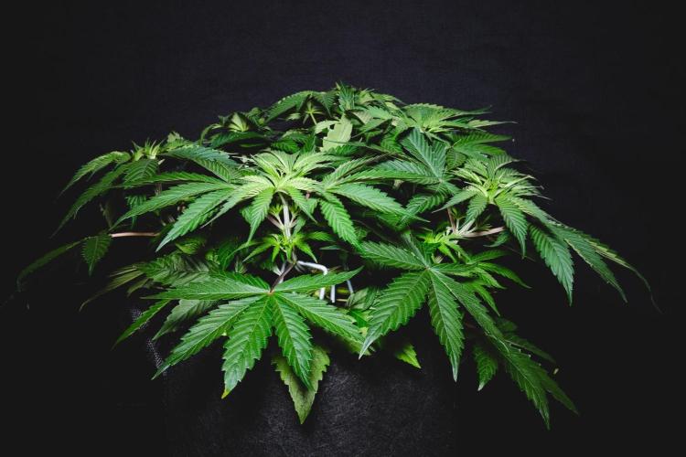 Jack Herer original genetics. Week 4