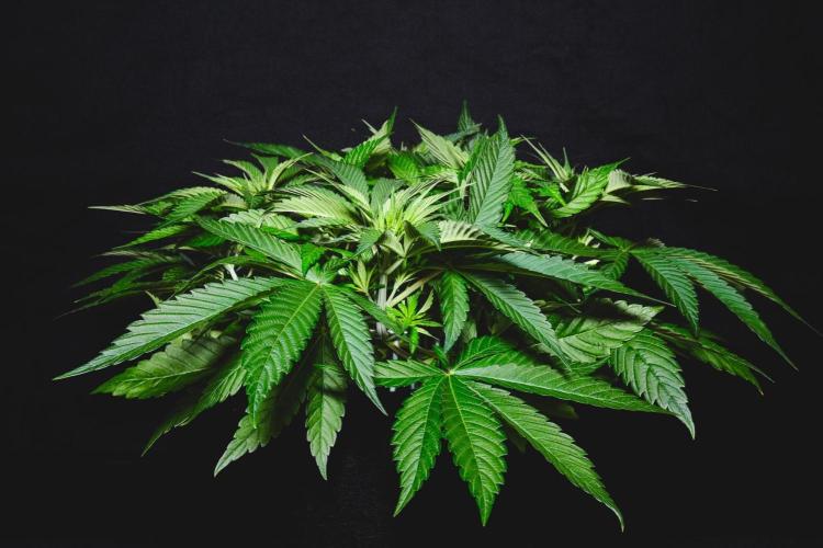 Jack Herer original genetics. Week 4