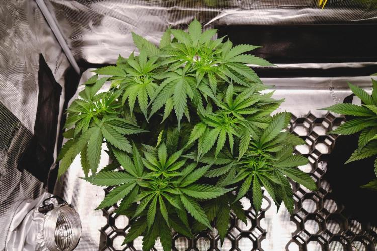 Jack Herer original genetics. Week 4