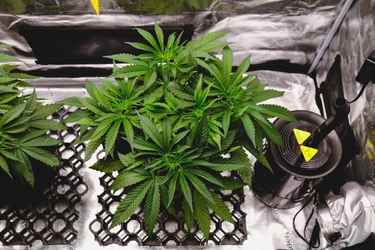 Jack Herer original genetics. Week 4