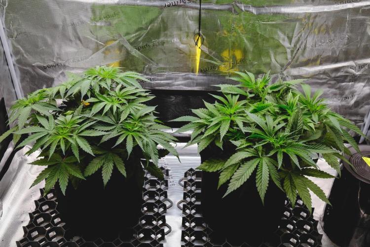 Jack Herer original genetics. Week 4