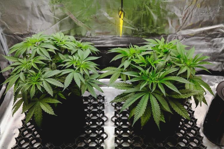 Jack Herer original genetics. Week 4