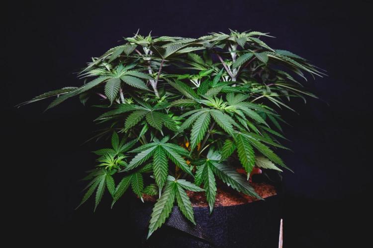 Jack Herer original genetics. Week 5 - Day 34