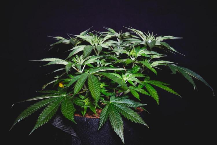 Jack Herer original genetics. Week 5 - Day 34