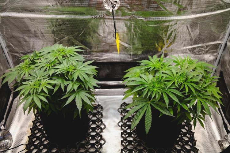 Jack Herer original genetics. Week 5