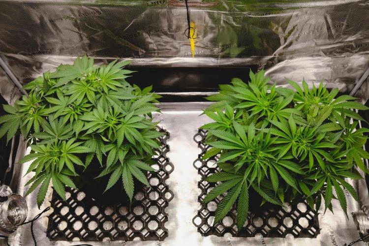 Jack Herer original genetics. Week 5
