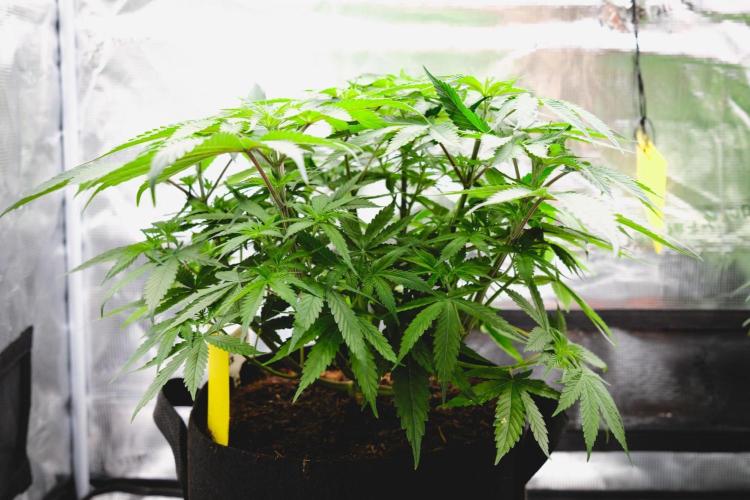 Jack Herer original genetics. Week 5