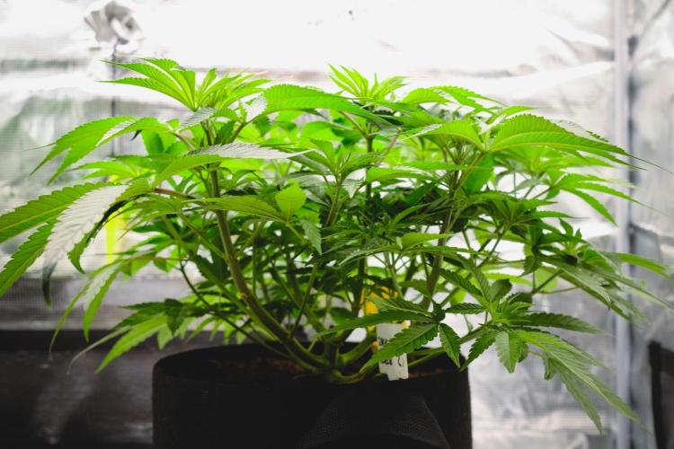 Jack Herer original genetics. Week 5