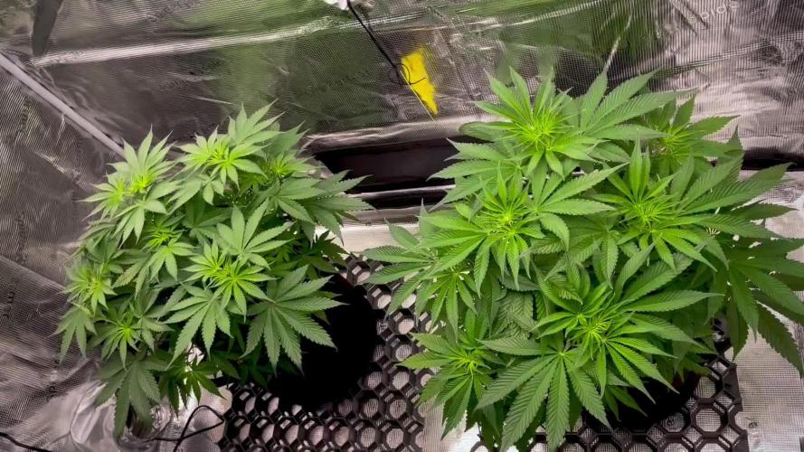 Jack Herer original genetics