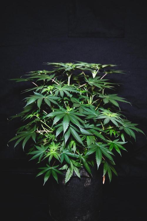Jack Herer original genetics. Week 6