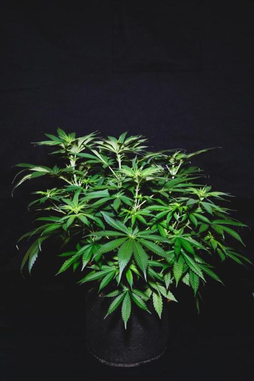 Jack Herer original genetics. Week 6