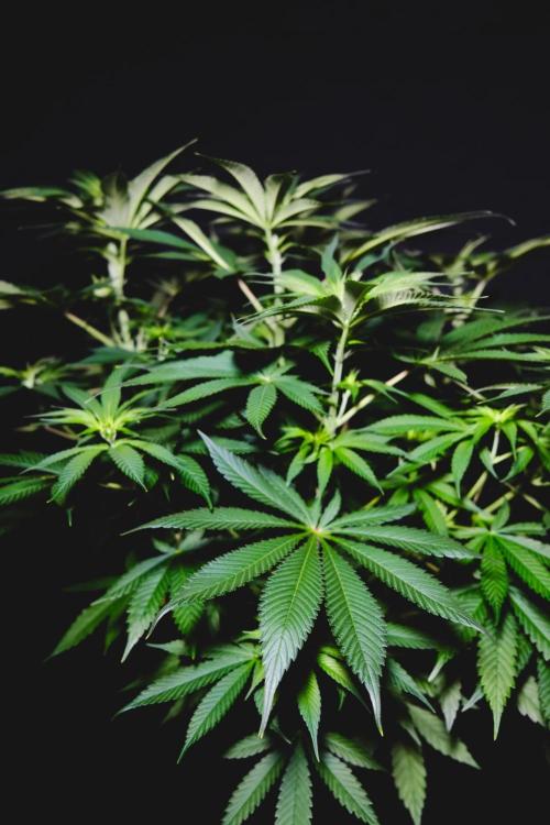 Jack Herer original genetics. Week 6