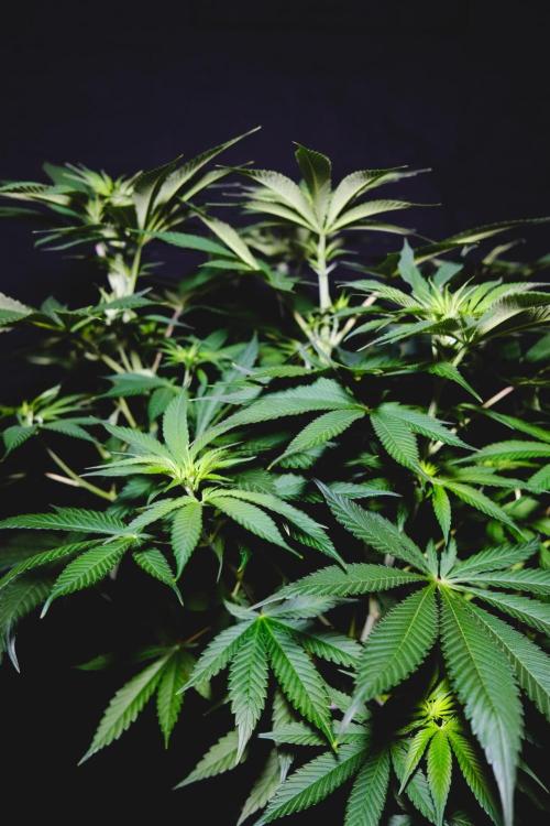 Jack Herer original genetics. Week 6