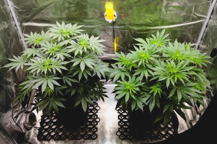 Jack Herer original genetics. Week 6
