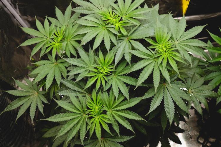 Jack Herer original genetics. Week 6
