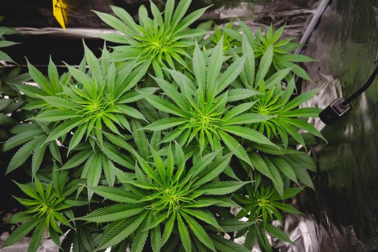 Jack Herer original genetics. Week 6