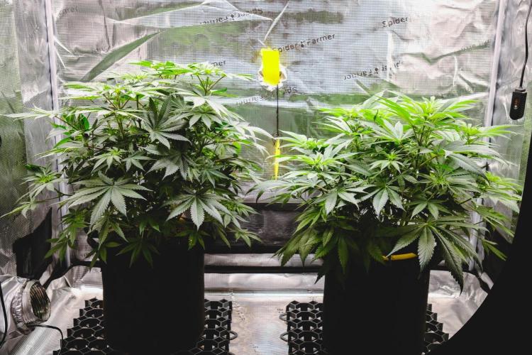 Jack Herer original genetics. Week 6