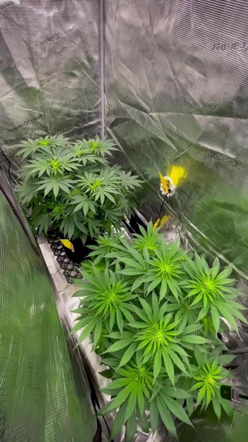 Jack Herer original genetics