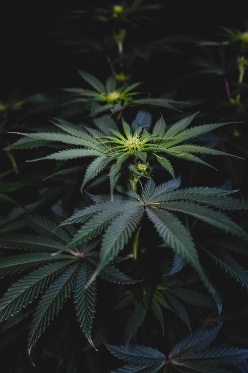 Jack Herer original genetics. Week 7