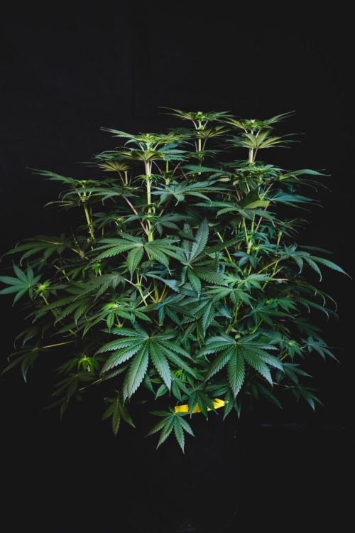 Jack Herer original genetics. Week 7 - Day 50