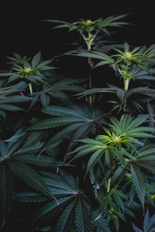 Jack Herer original genetics. Week 7