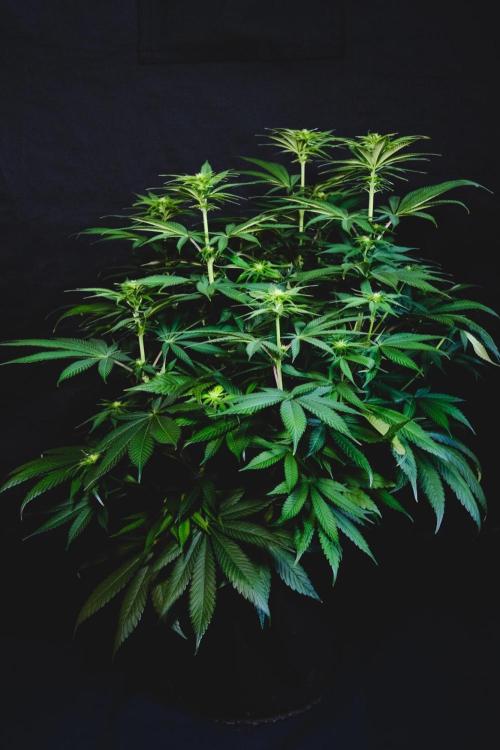 Jack Herer original genetics. Week 7 - Day 50