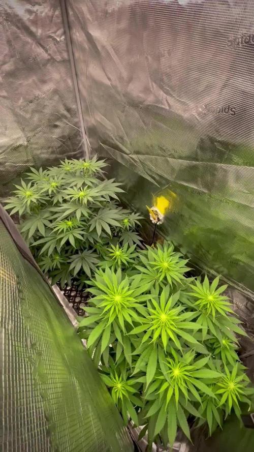 Jack Herer original genetics