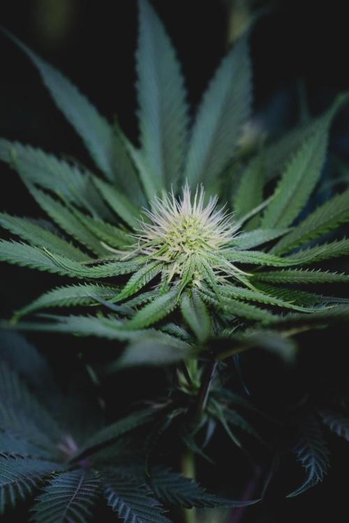 Jack Herer original genetics. Week 9